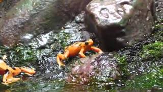 Panamanian Golden Frog Waving [upl. by Naelopan502]