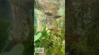 Rainbowfish Tank Update WOW Plant Growth [upl. by Lot287]