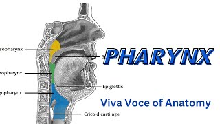 pharynx 3  Muscles of pharynx [upl. by Hoenack]