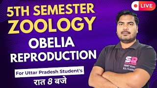 Lt08 Obelia Reproduction  5th Semester Zoology Paper  01  Sumit Rana Sir [upl. by Margareta602]