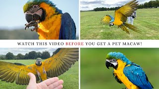 10 things you NEED to know before you get a blue and gold MACAW  SHELBY THE MACAW [upl. by Mikkanen]