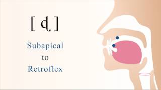 ɖ  voiced unaspirated subapical retroflex stop [upl. by Gardia]