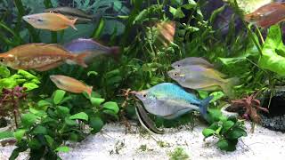 Planted 55 Gallon Rainbowfish Tank [upl. by Enenaj]