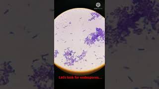 Bacterial Cells with Endospores under Microscope I Shorts [upl. by Tfat]