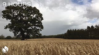 Wind Blowing through a Wheat Field and a Great old Oak Tree Dark Screen in 1 Hour 9 Hours [upl. by Idnek]