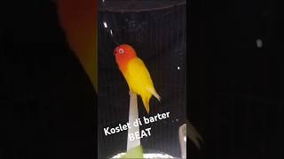 Lovebird gacor penampakan koslet beatshortslovebirdkoslet [upl. by Odlopoel]