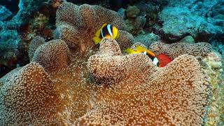 Clown fish star of the coral reefs [upl. by Anerres732]