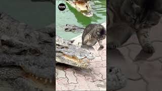 The cat annoys the crocodile animals movie cat [upl. by Ikey]