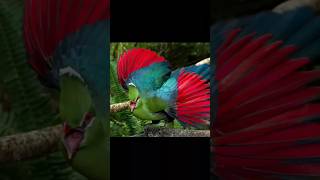 Love Turaco birds ❤️❤️❤️ beautiful nature beauty ✨✨ please subscribe my youTube channel 🙏🙏🙏 [upl. by Court]