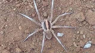 Up Close with a Wolf Spider  Incredible Macro Footage [upl. by Mohn]