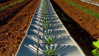 After Israel invented this technique it became a leader in agriculture Netherlands shocked [upl. by Llig]