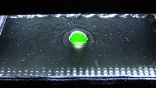 Uranium Oxyde glass bead in the cloud chamber 1080p [upl. by Eislehc]