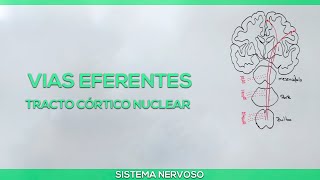 Vias eferentes Tracto córtico nuclear [upl. by Kirby185]