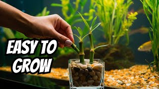 How To Grow Lucky Bamboo In Aquariums Ultimate Guide [upl. by Retsim768]