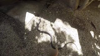 Tricky boomslang removal snake regurgitates a baby bird and 2 eggs [upl. by Siwel]