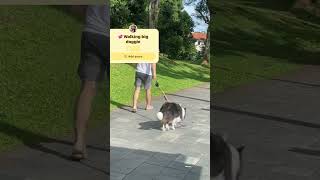 💞Walking big doggie shortvideo trending doglover viral florendadaileg💥 [upl. by Corrianne]