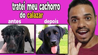 como tratar calazar no cachorro  coleira para leishmaniose  tratamento da leishmaniose em cachorro [upl. by Kapor259]