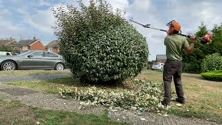 Trimming up two elaeagnus shrubs [upl. by Sibyl]