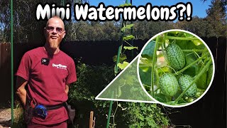 Growing Cucamelon tips amp tricks Organic Gardening with DripWorks [upl. by Zetrauq]