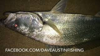 Beach Jewfish Lesson  teaching Jon how to catch mulloway [upl. by Fronniah574]