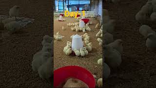 Day1 Summer brooding management poultry farming [upl. by Afatsum]