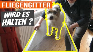 Fliegengitter Test  Katzensicher oder nicht [upl. by Dnomasor19]