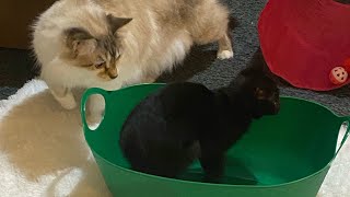 Kitties Playing ❤️🐈‍⬛😻🥰 [upl. by Ammon]