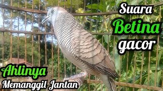 Perkutut Betina memanggil Jantan  The female turtle dove calls the male [upl. by Imat]