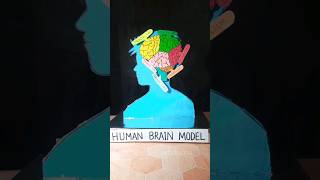 Human brain model  science project shorts viralvideo shortvideo [upl. by Anavas402]