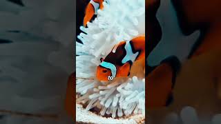 BITTEN BY A CLOWNFISH She Buys It Anyway [upl. by Olegnaid]