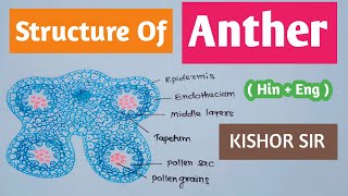 Structure of Anther and Microsporogenesis  Anther structure  Class 12  Bio  HinEng Kishor Sir [upl. by Names967]