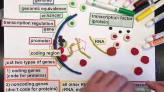 Background on DNA and Gene Regulation [upl. by Fechter418]