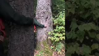 a large hundredyearold elm tree in the boreal forestforest bigtree canadanaturelover [upl. by Callida]