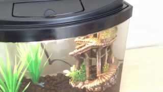 5 gallon betta fish and neon tetra tank [upl. by Nahaj]