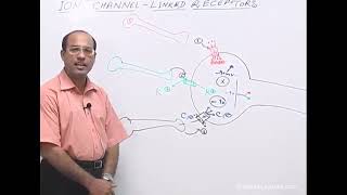 Receptors amp Intracellular Signaling Dr Najeeb Lectures  Part 3 [upl. by Pul]