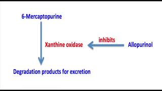 6 Mercaptopurine Mechanism [upl. by Vinay]