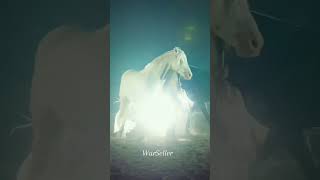 blackhorse whitehorses practice richlife luxurylifestyle shorts viralvideo viralshorts love [upl. by Wein]