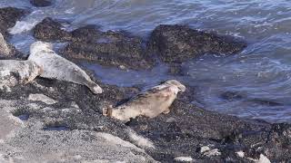 Seals on Worms Head Rhossili Gower October 2018 [upl. by Suirtimed642]