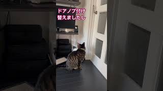 訴えるわさび保護猫ギジトラcat猫のいる暮らし3にゃんLife [upl. by Regazzi]