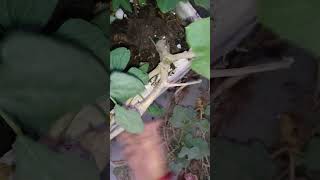 Removing pumpkin Plant from My Garden A StepbyStep Guide short ytshorts viral shorts [upl. by Dulce]