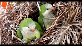 Wild Quaker Parakeets Colony Building [upl. by Sandon719]