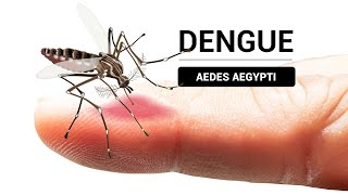 Reportan una disminución de casos de dengue en Cochabamba [upl. by Jennee]