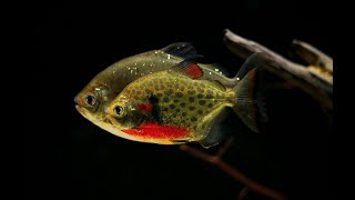 Metynnis lippincottianus amp Geophagus sp quottapajos Red Headquot [upl. by Damali443]