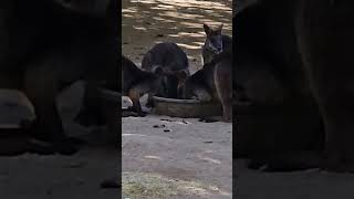 Adorable Wallabies Enjoying a Meal [upl. by Yahsed]