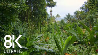 Incredible Jungle Sounds 8K  Exotic Birds Singing in Tropical Rainforest 8 HOURS  Part 1 [upl. by Ramas]