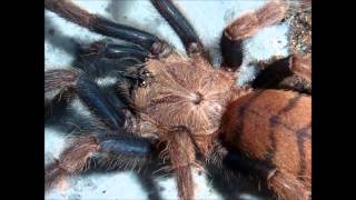 Tarantula Picture Collection Video 5 feat my own musictracks [upl. by Chaffinch]