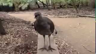 Australian lyre bird [upl. by Chesney]