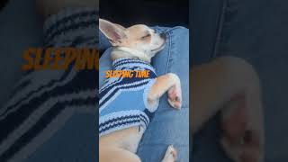 sleeping time trending chihuahua swisstravels elvispresleysongs ytshorts pets elvismusic [upl. by Elpmid]