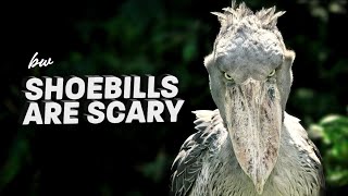 I Spent 10 Days with Shoebill Storks Heres What I Learned [upl. by Nedyaj187]