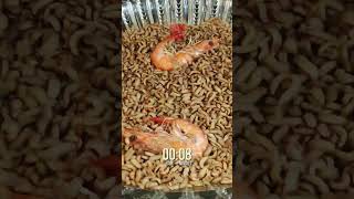 10000 BSF Larvae vs SHRIMPS 🦐🦐🦐 MindBlowing Timelapse [upl. by Nodnal]